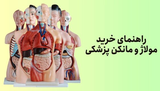 راهنمای خرید انواع مولاژ