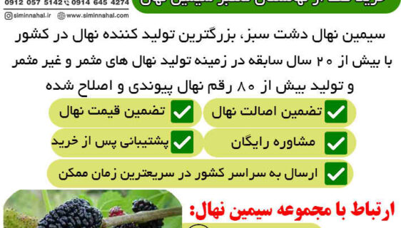 نهال توت