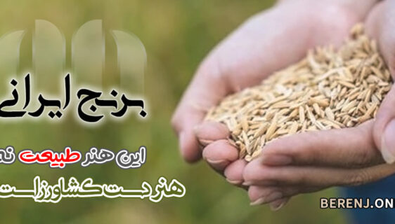 راهنمای انتخاب هوشمندانه در خرید برنج