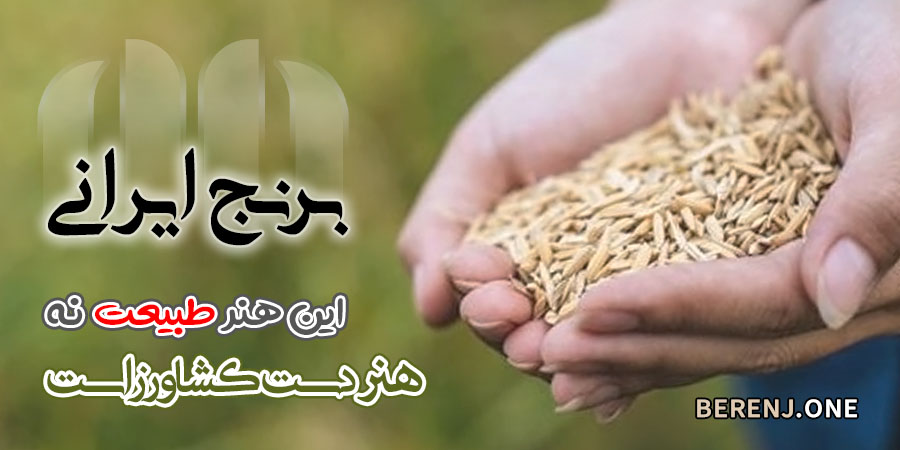 راهنمای انتخاب هوشمندانه در خرید برنج