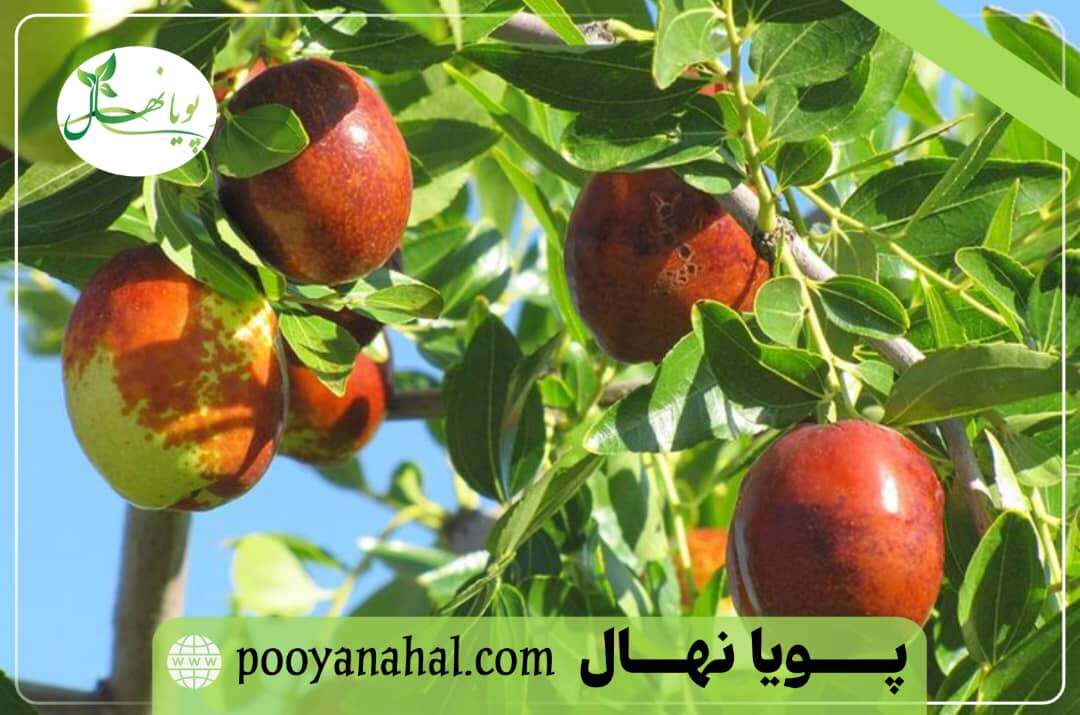 خرید نهال عناب گلابی