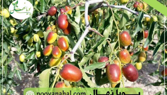 عناب اوکراینی