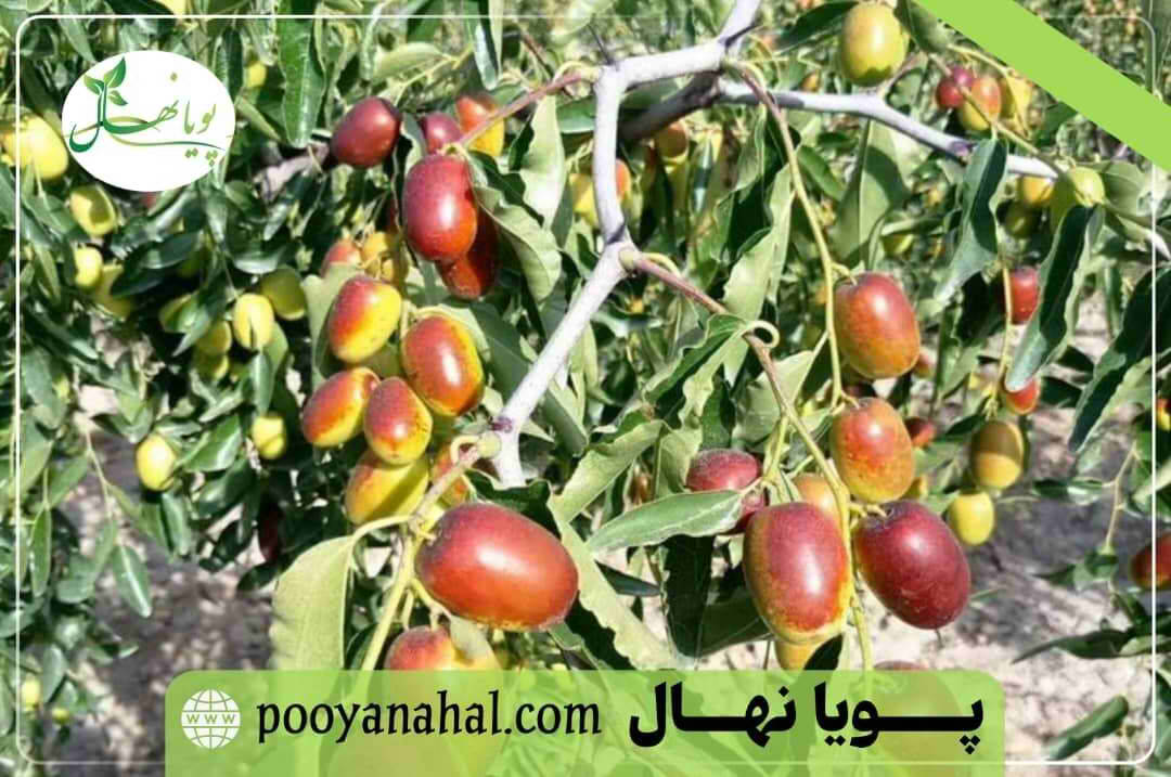 عناب اوکراینی