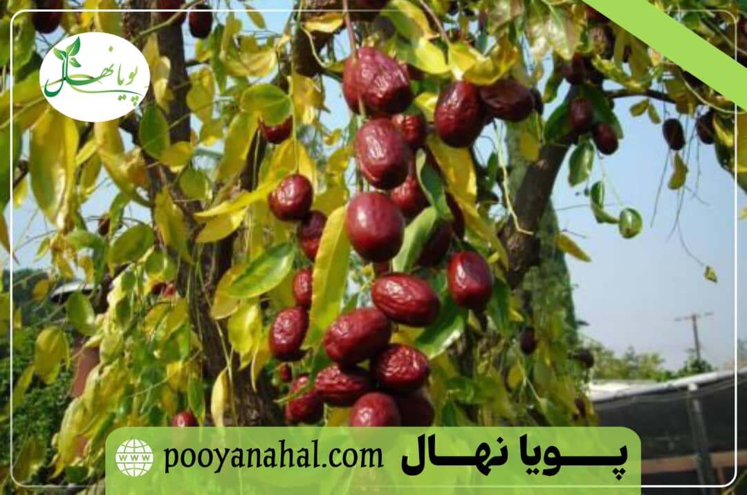 نهال عناب